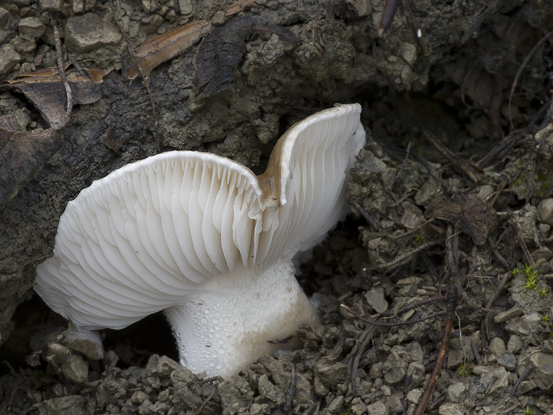 Hygrophorus latitabundus